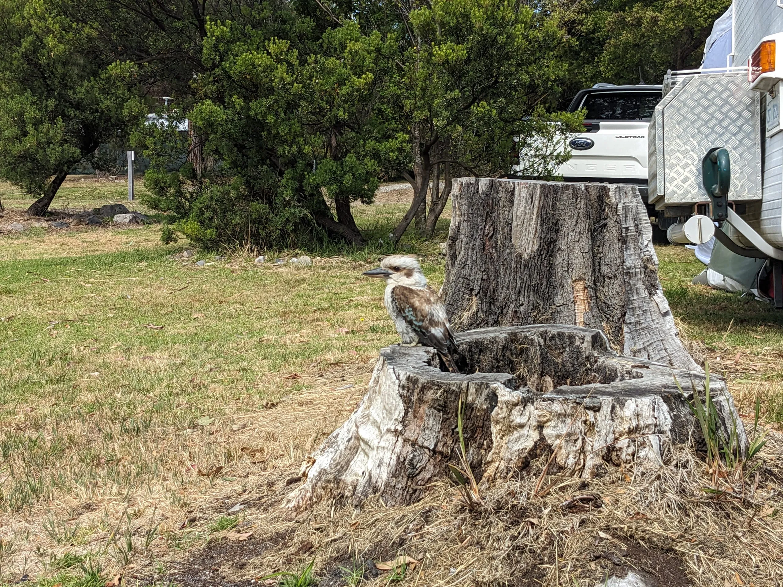 A kookaburra perched inside a hollowed tree stump at a campsite, caravan and ute behind.